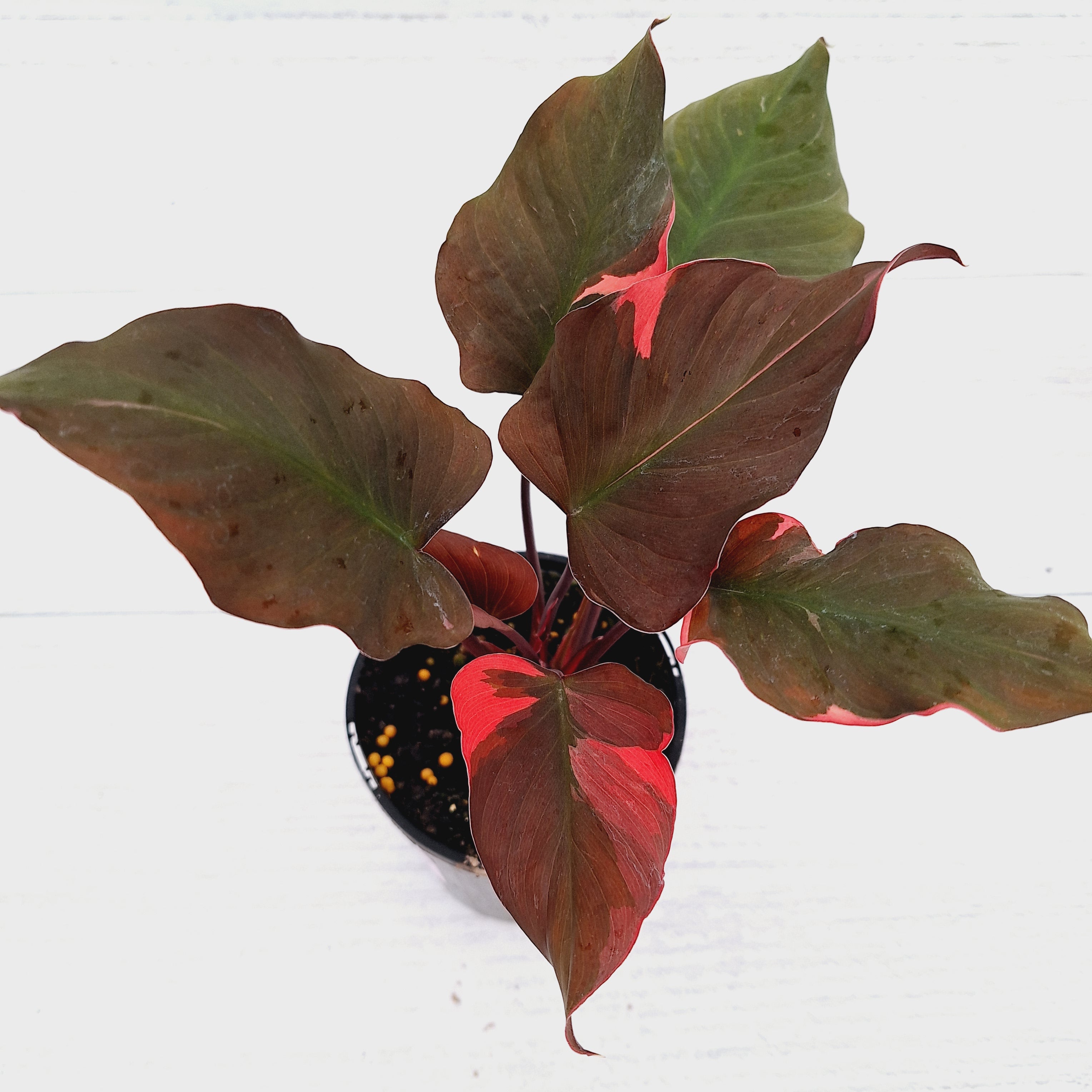 Homalomena rubescens Flaming Red Variegata