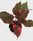 Homalomena rubescens Flaming Red Variegata