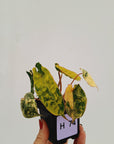 Philodendron billietiae Variegata