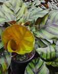 Calathea rotundifolia Fasciata
