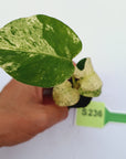 Monstera Deliciosa 'White Monster' - Bare Bottom Baby