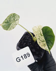 Alocasia baginda ‘Dragon Scale Mint'