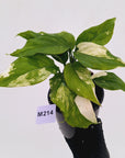 Aglaonema modestum variegata