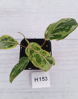 Philodendron gloriosum 'Snow Leopard'