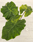 Alocasia Portora Variegata - SALE