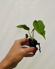 Anthurium veitchii- Bare Bottom Baby