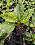 Aglaonema commutatum 'Pink Dalmation'