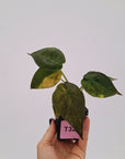 Alocasia ‘wentii’ Variegated