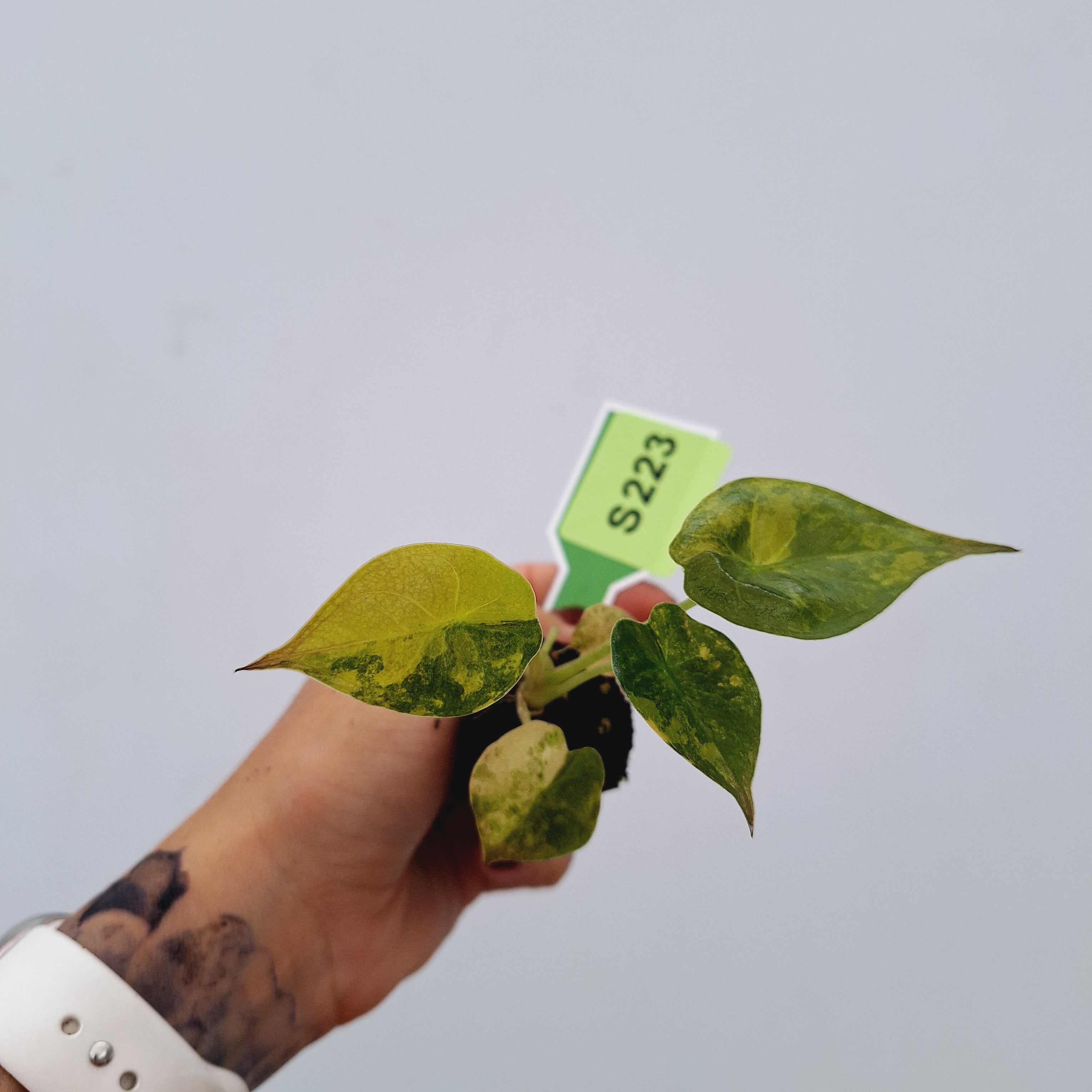 Alocasia ‘wentii’ Variegated - Bare Bottom Baby