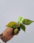 Alocasia ‘wentii’ Variegated - Bare Bottom Baby