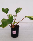Homalomena Tropical Green Variegata -sale