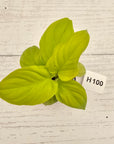 Homalomena rubescens Golden Hibiscus’ - Bare Bottom Baby - SALE