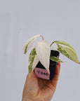 Philodendron gloriosum variegata
