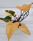 Philodendron erubescens Strawberry Shake