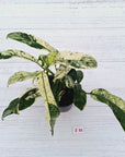 Epipremnum giganteum variegata