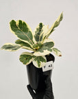 Ficus lyrata Variegata