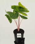 Alocasia 'Morocco' Variegated - SALE