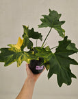 Philodendron bipinnatifidum variegata - SALE