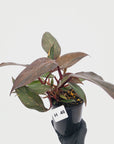 Philodendron 'Orange Princess' - FLASH SALE