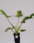 Philodendron warscewiczii Gold Variegata