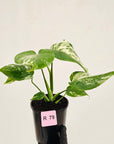 Monstera borsigiana 'Albo'