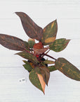Philodendron 'Orange Princess' - FLASH SALE