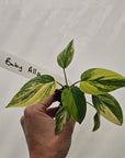 Homalomena rubescens Variegata - Bare Bottom Baby