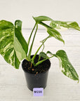 Monstera borsigiana 'Albo'