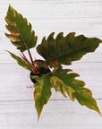 Philodendron serratum Caramel Marble