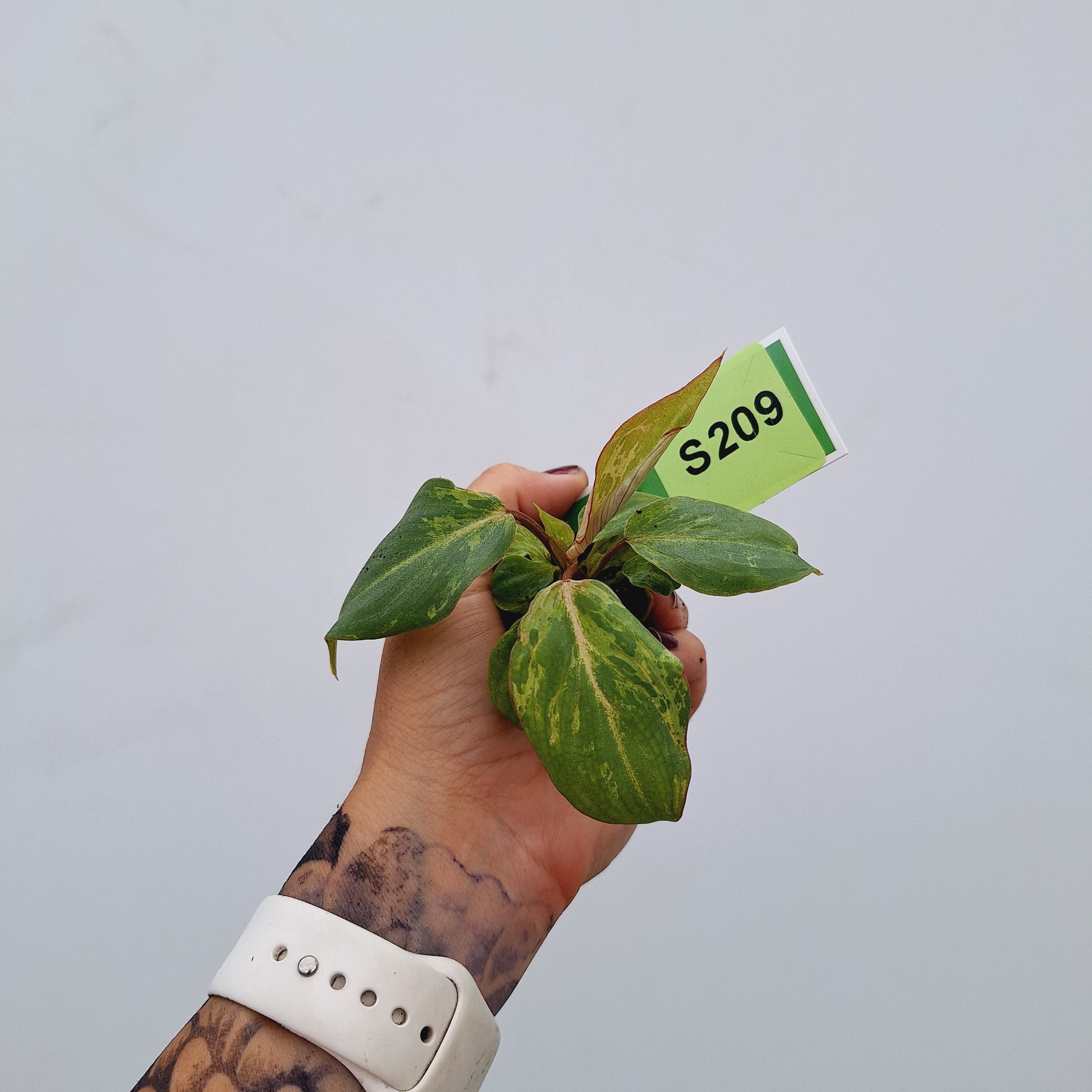 Philodendron gloriosum 'Snow Leopard' - Bare Bottom Baby