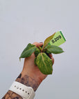 Philodendron gloriosum 'Snow Leopard' - Bare Bottom Baby