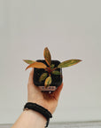 Philodendron 'Orange Princess'
