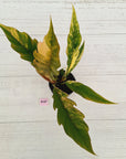 Philodendron serratum 'Caramel Marble'