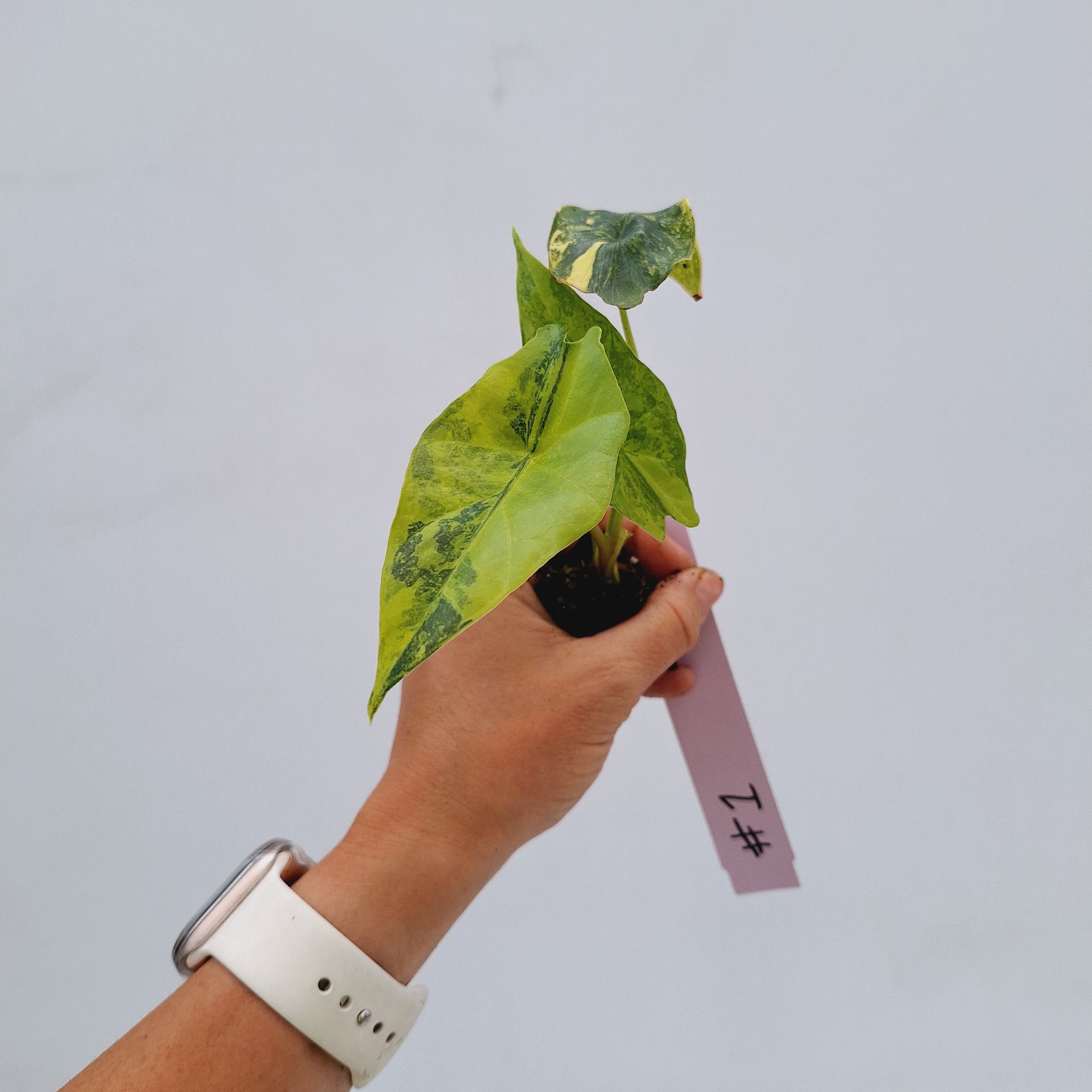 Alocasia ‘Simpo Aurea’ Variegata - Bare Bottom Baby