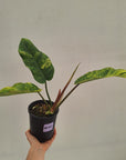 Philodendron pinnatifidum 'Jungle Fever Egg Yolk"