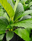 Spathiphyllum floribundum Peace Lily