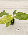 Homalomena sulcata ‘Cream Frost’ - SALE