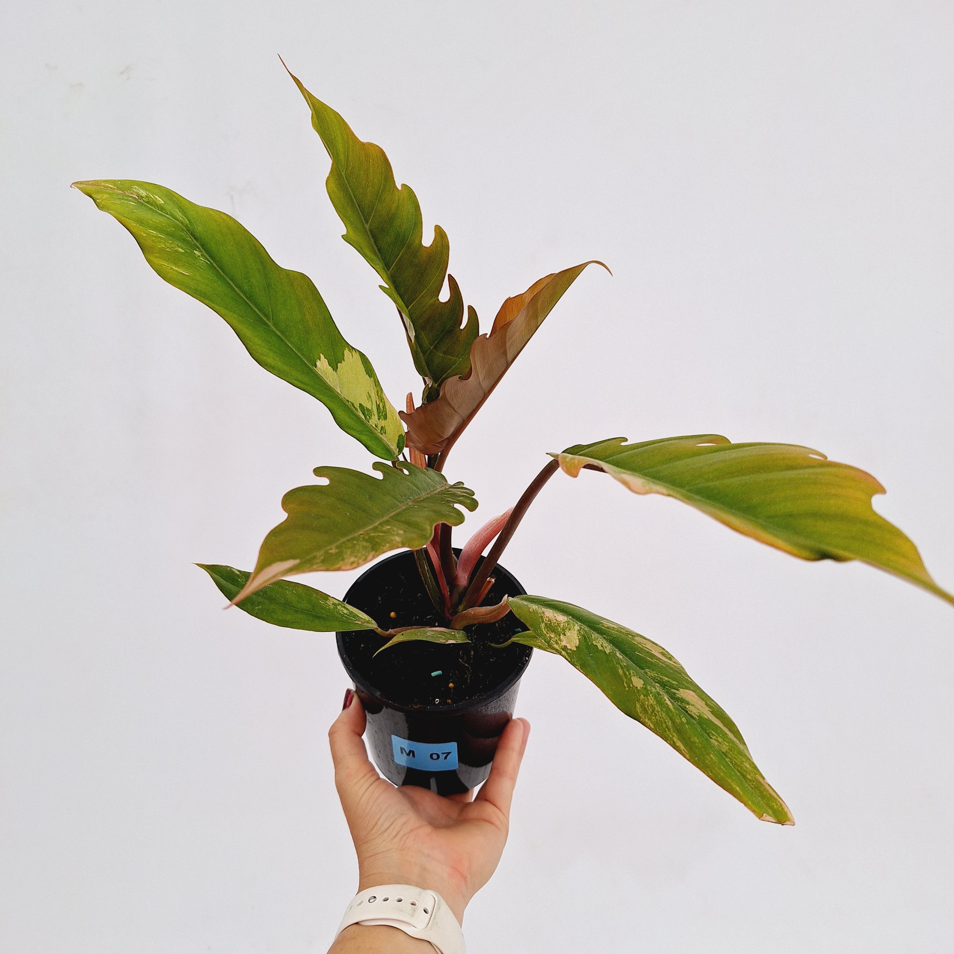 Philodendron serratum Caramel Marble