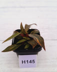 Philodendron 'Orange Princess'