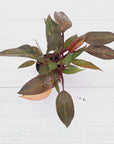 Philodendron 'Orange Princess' - FLASH SALE