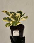 Ficus lyrata Variegata