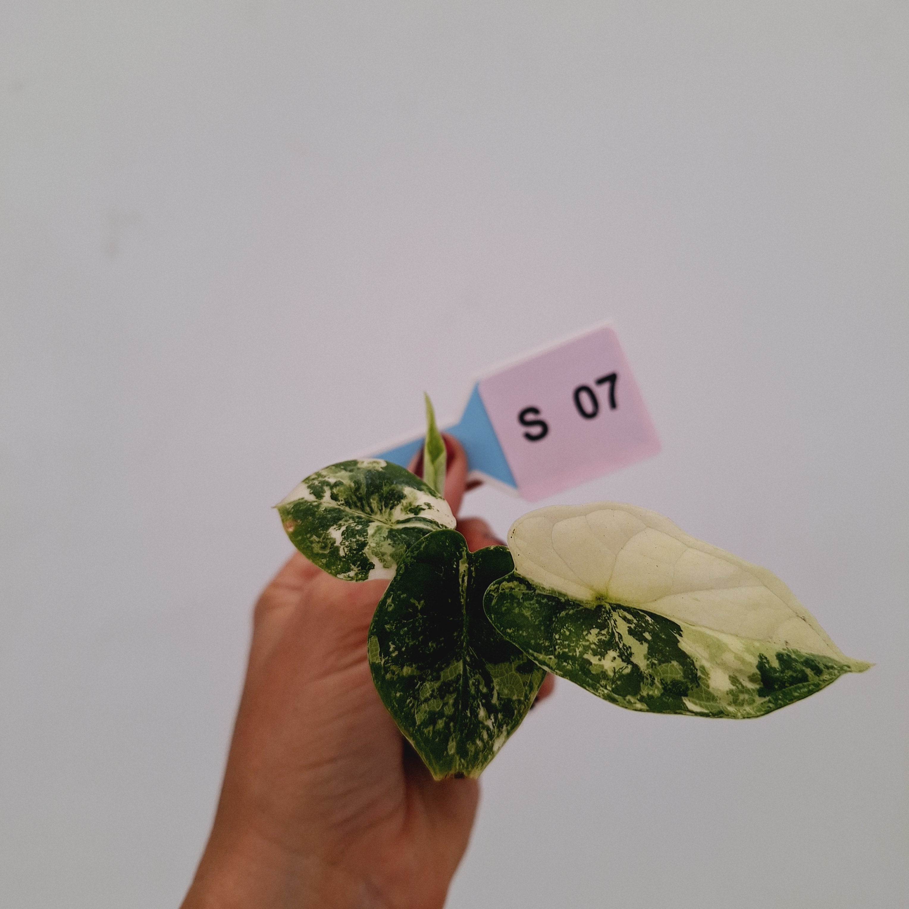 Alocasia 'Simpo' Albo Variegata- Bare Bottom Baby⁷