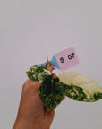 Alocasia 'Simpo' Albo Variegata- Bare Bottom Baby⁷