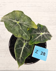 Alocasia Polly Variegata