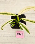 Epipremnum amplissimum variegata 'Albo'