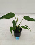 Monstera 'Burle Marx's Flame'
