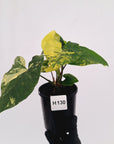 Syngonium podophyllum 'Gold'