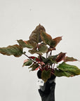 Homalomena rubescens Flaming Red Variegata
