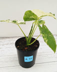 Alocasia Odora 'California Albo'