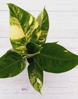 Philodendron imperial green variegata
